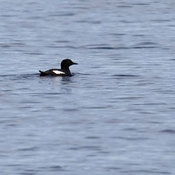 Pigeon Guillemot